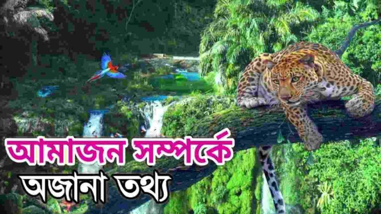 আমাজন বন (Amazon Rainforest) অবস্থান, জীববৈচিত্র্য, নদনদী, অজানা তথ্য